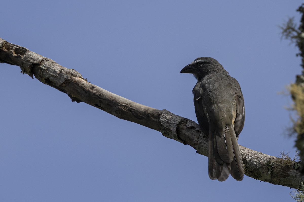 Cinnamon-bellied Saltator - ML641903162