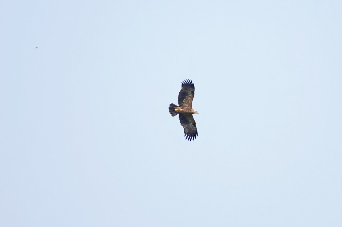 Tawny Eagle - ML641903165