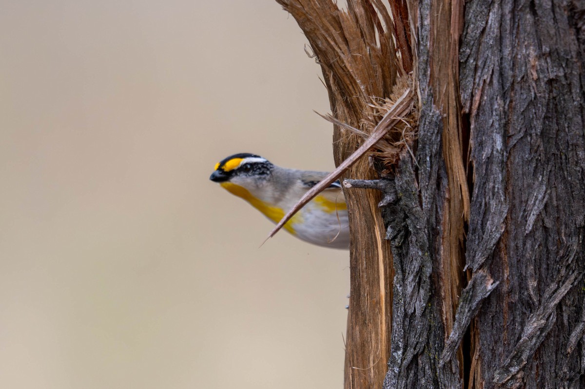 Striated Pardalote - ML641903168