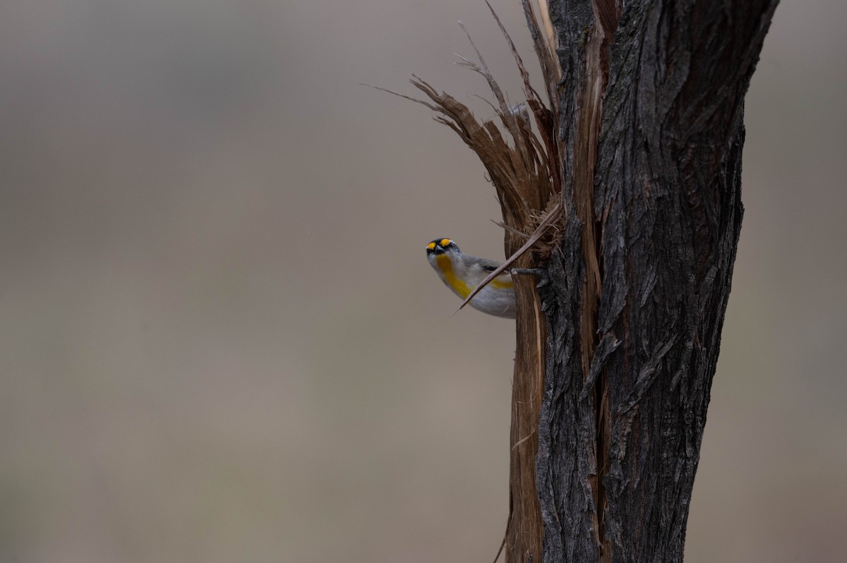 Striated Pardalote - ML641903169