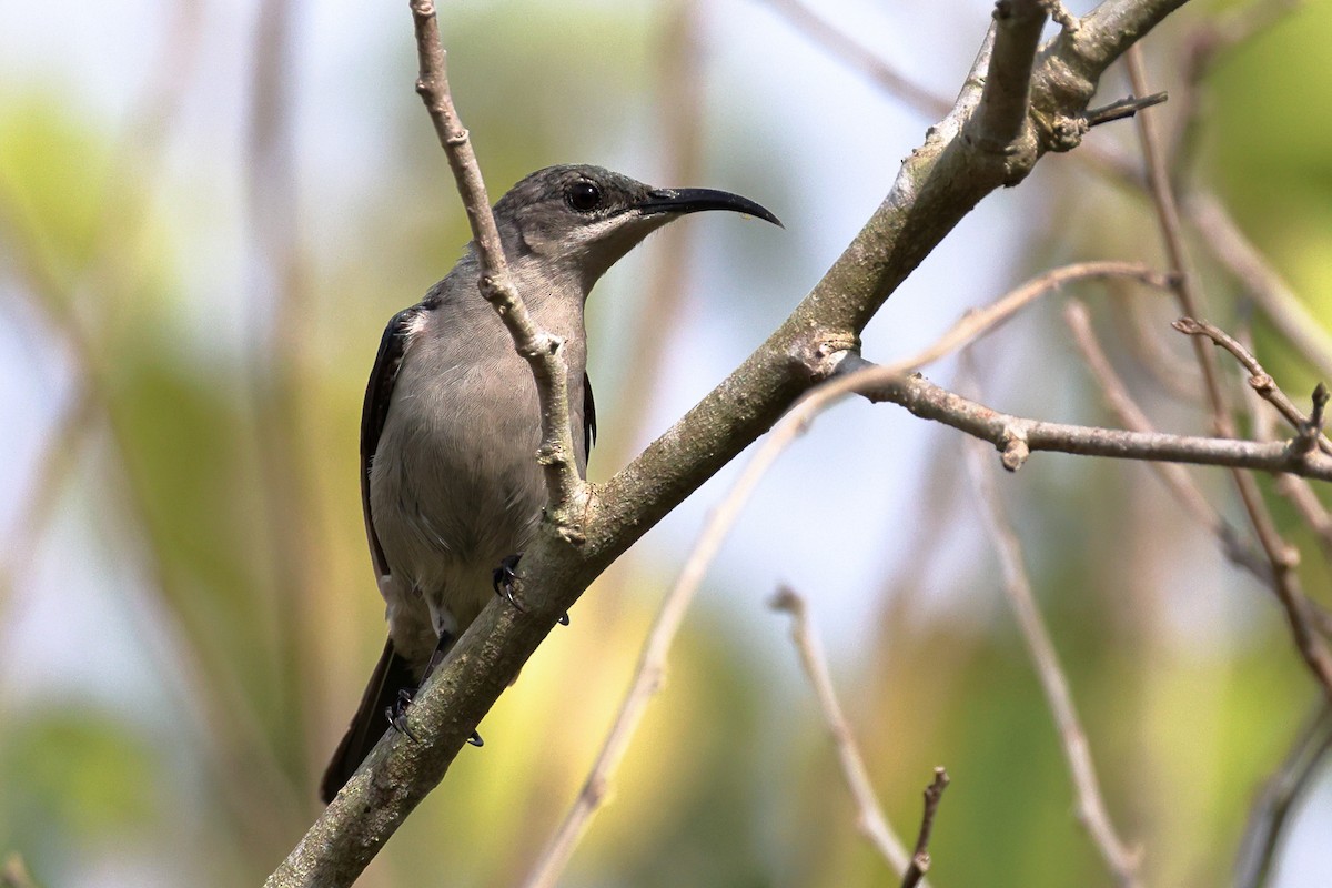 Mouse-colored Sunbird - ML641903179