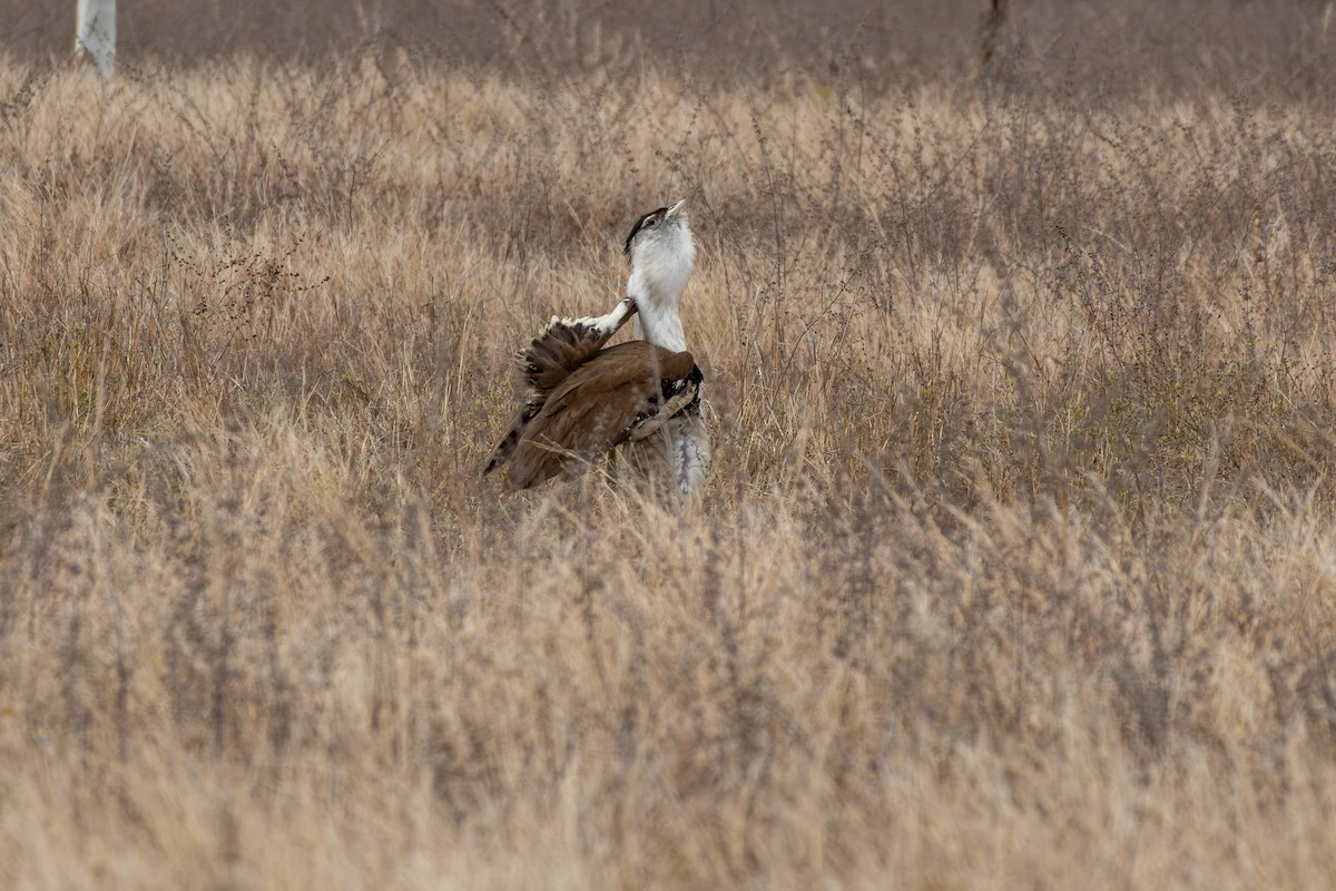 Australian Bustard - ML641903181