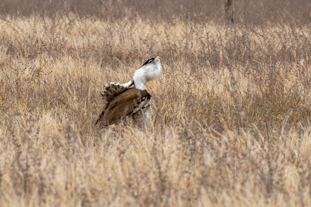 Australian Bustard - ML641903182