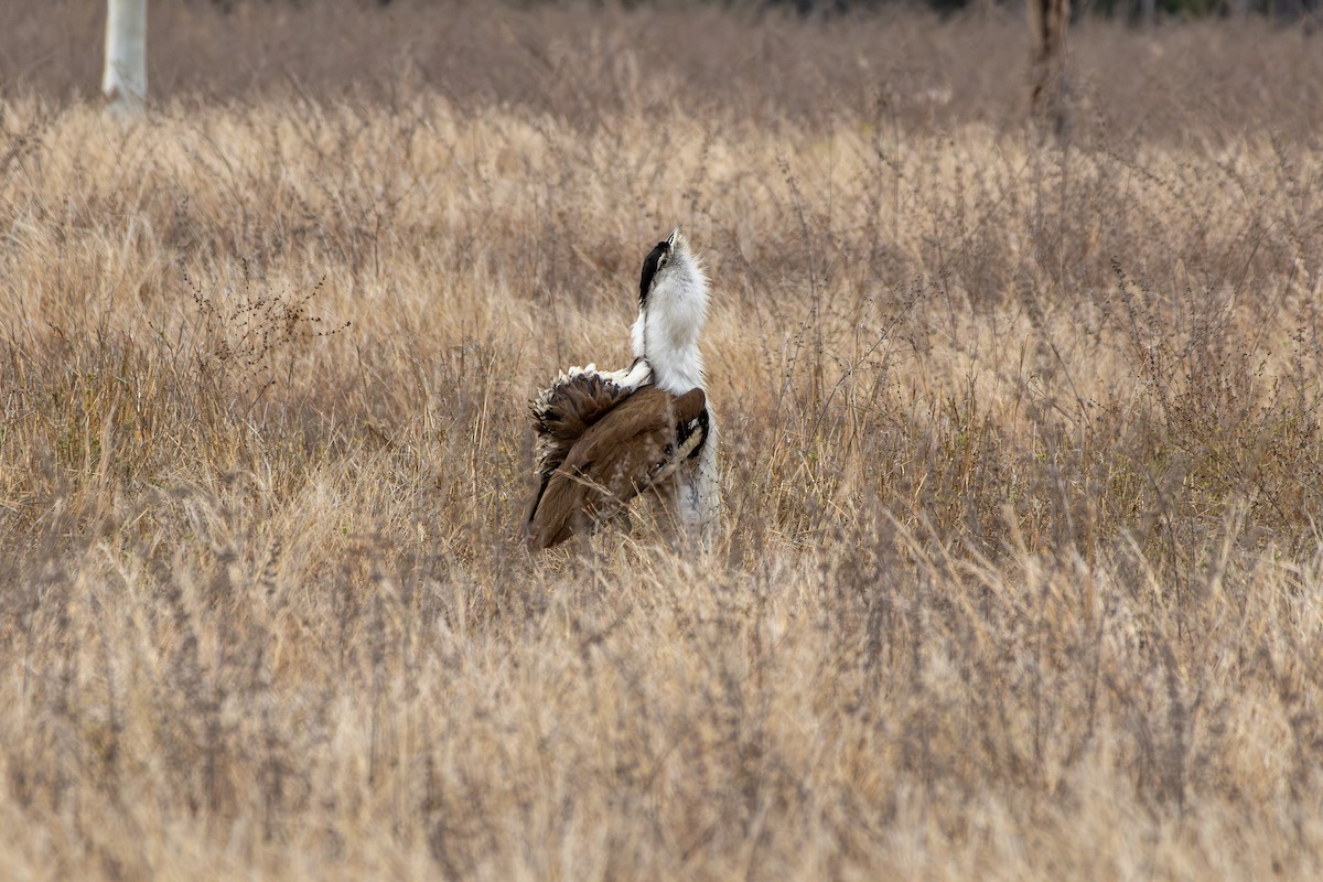 Australian Bustard - ML641903183