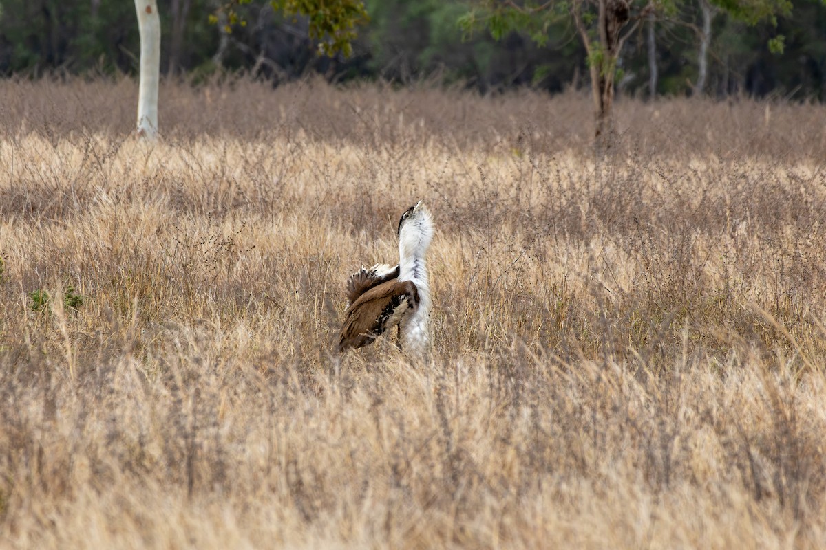 Australian Bustard - ML641903184