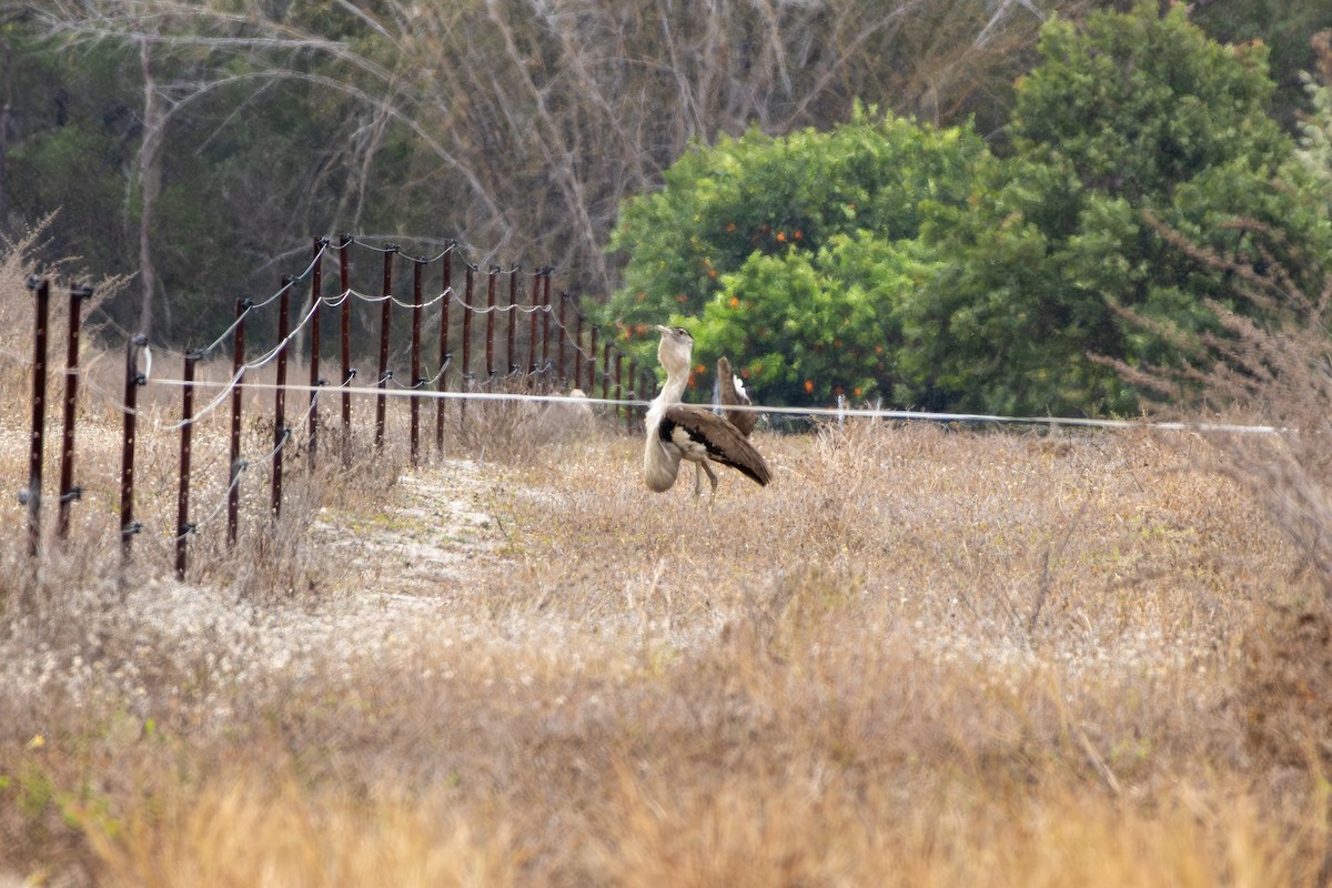 Australian Bustard - ML641903185