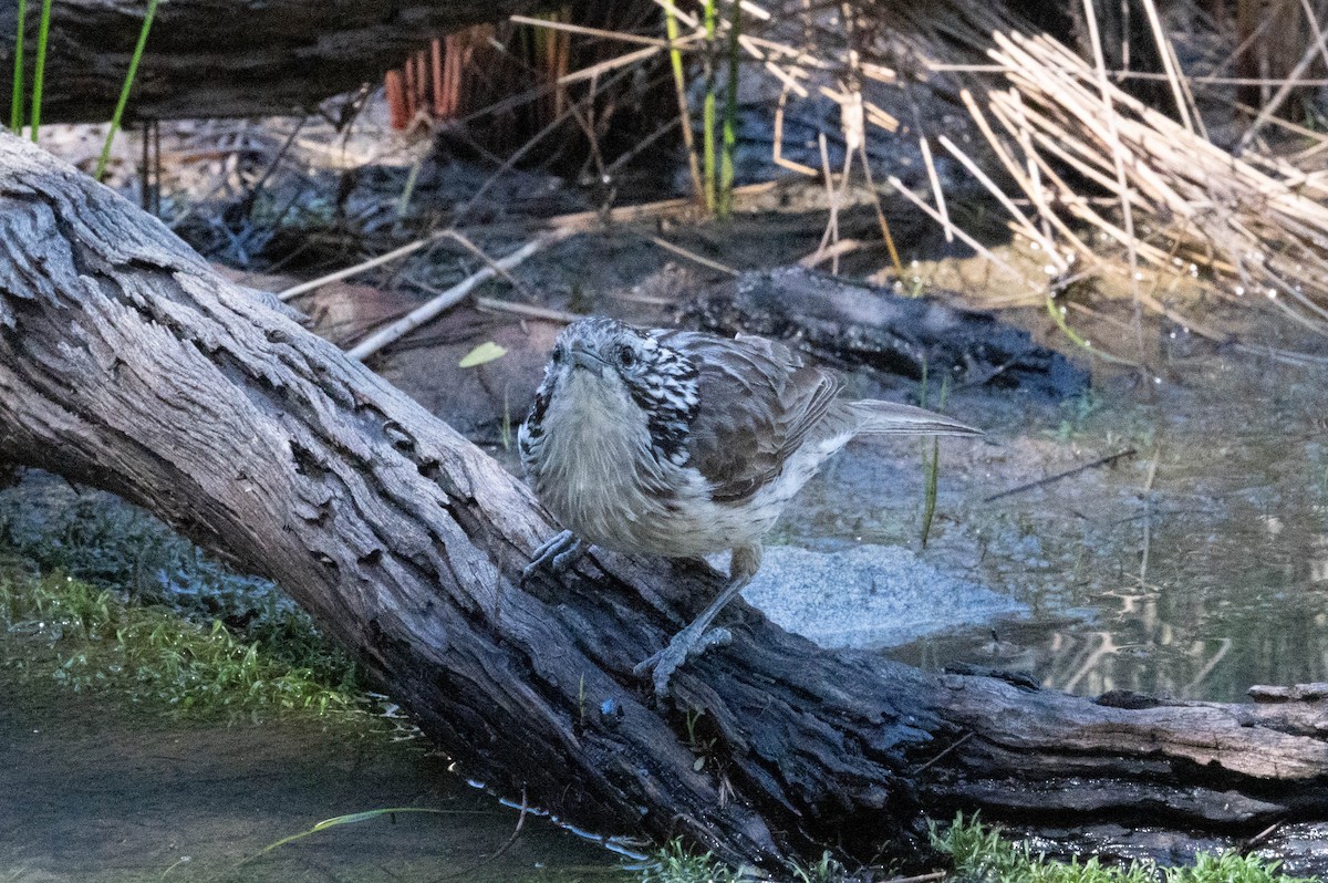 Striped Honeyeater - ML641903188