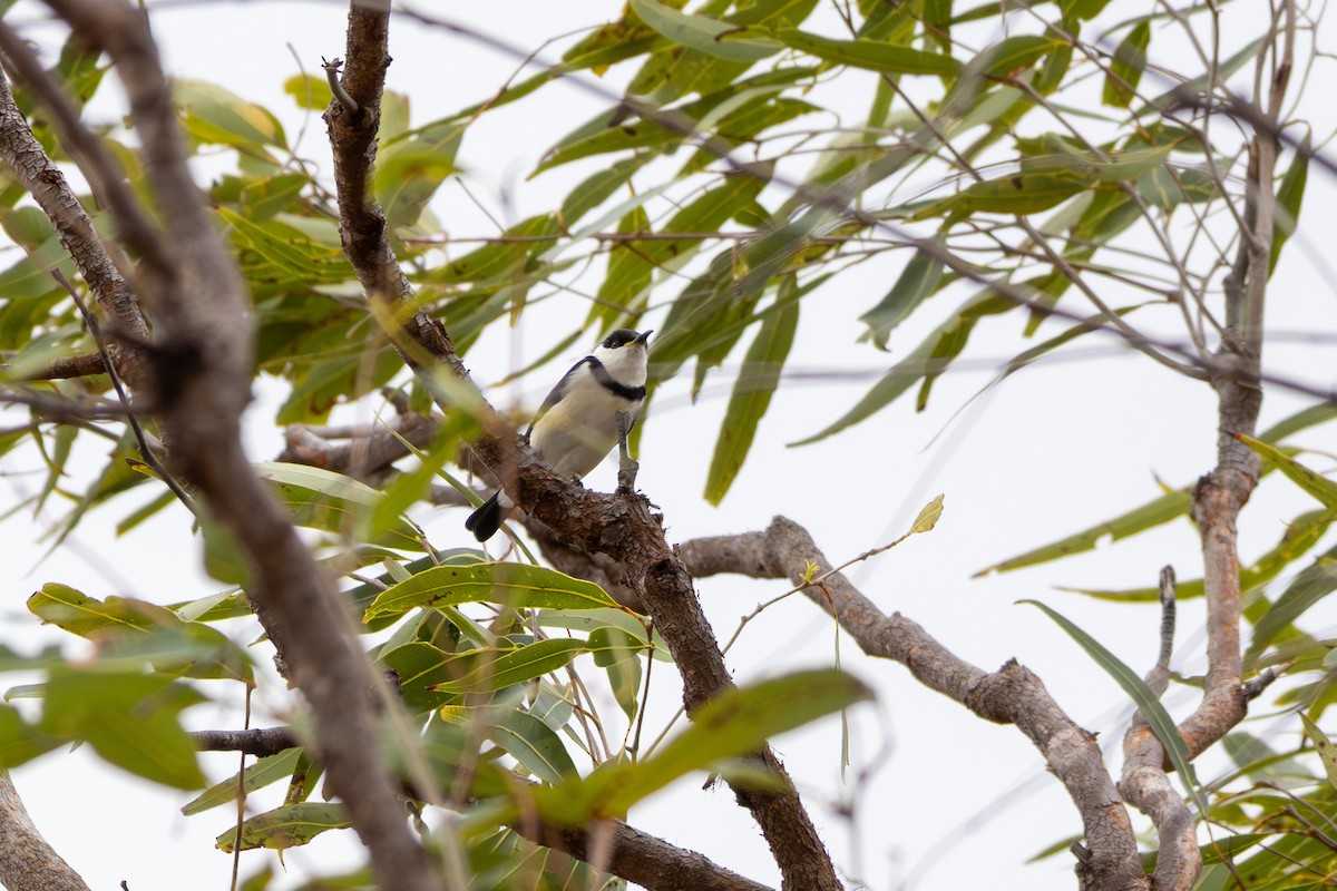 Banded Honeyeater - ML641903190