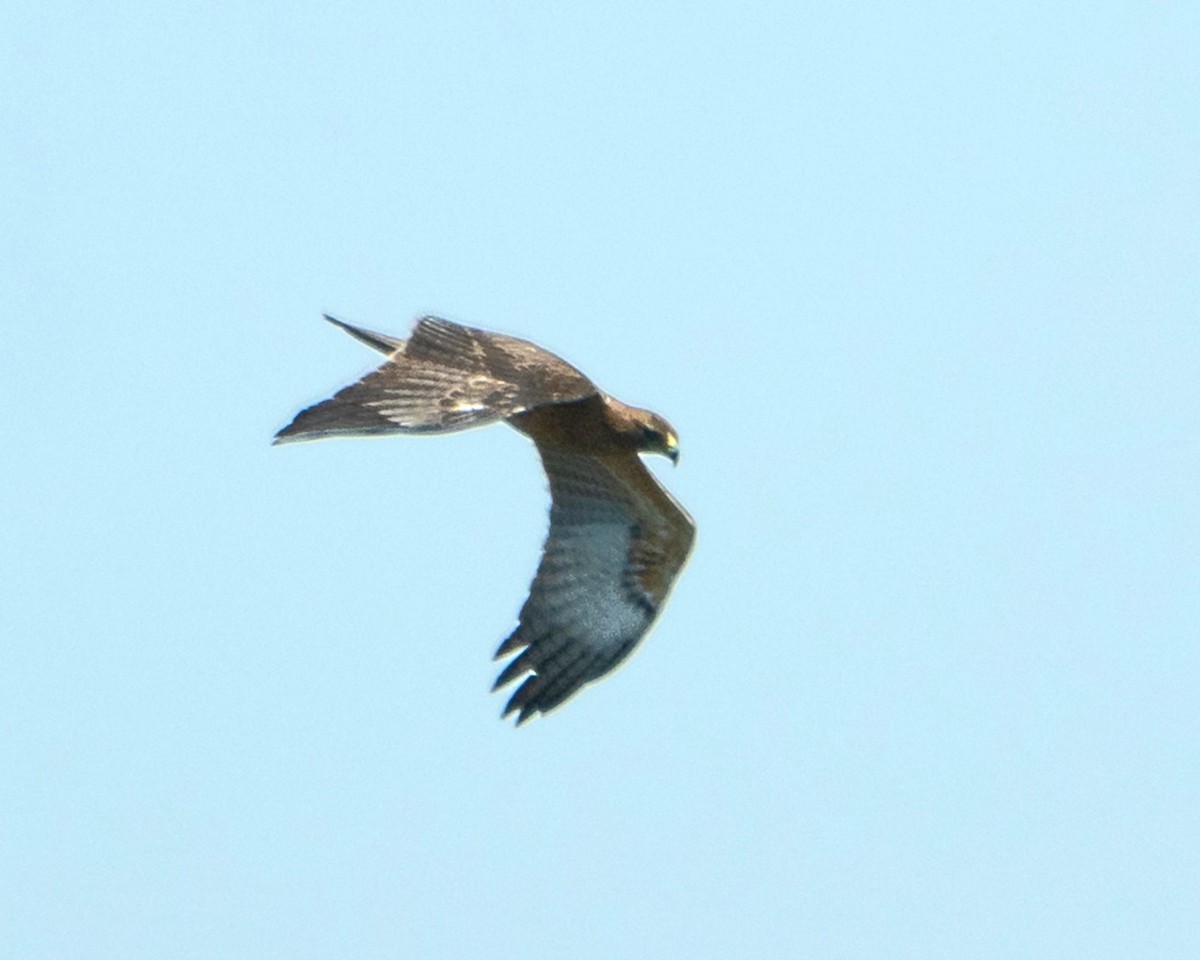 Bonelli's Eagle - ML641903194