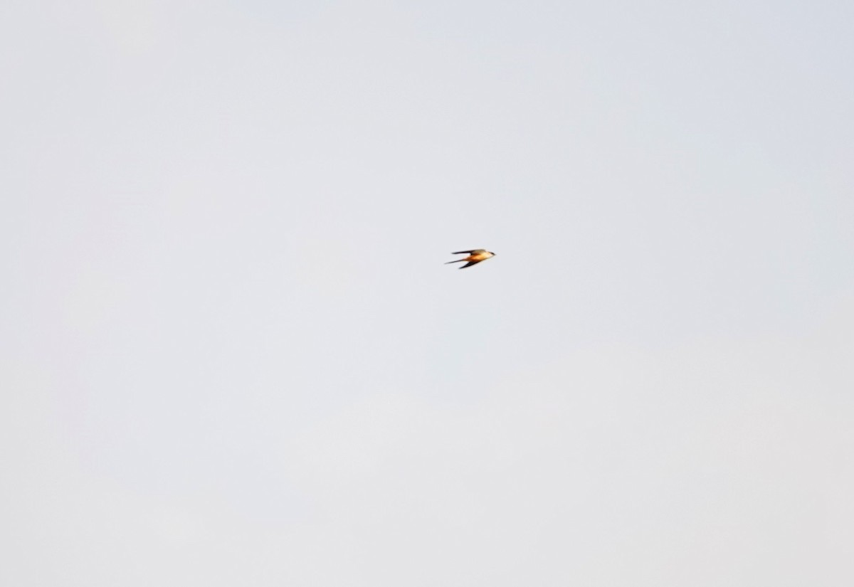 Mosque Swallow - ML641903196