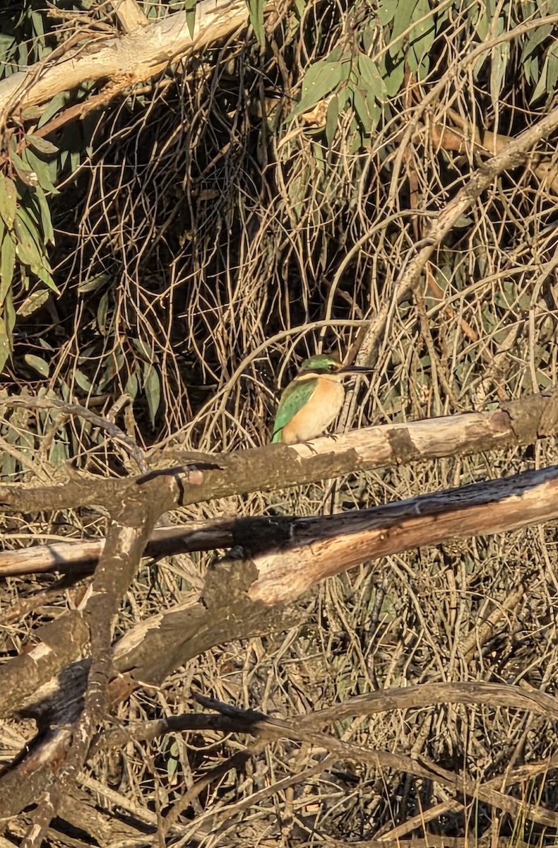 Sacred Kingfisher - ML641903204