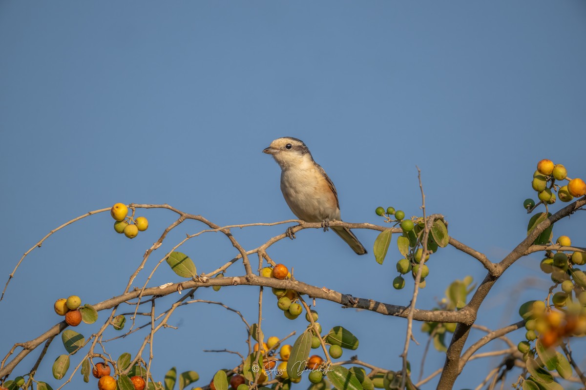 Masked Shrike - ML641903205