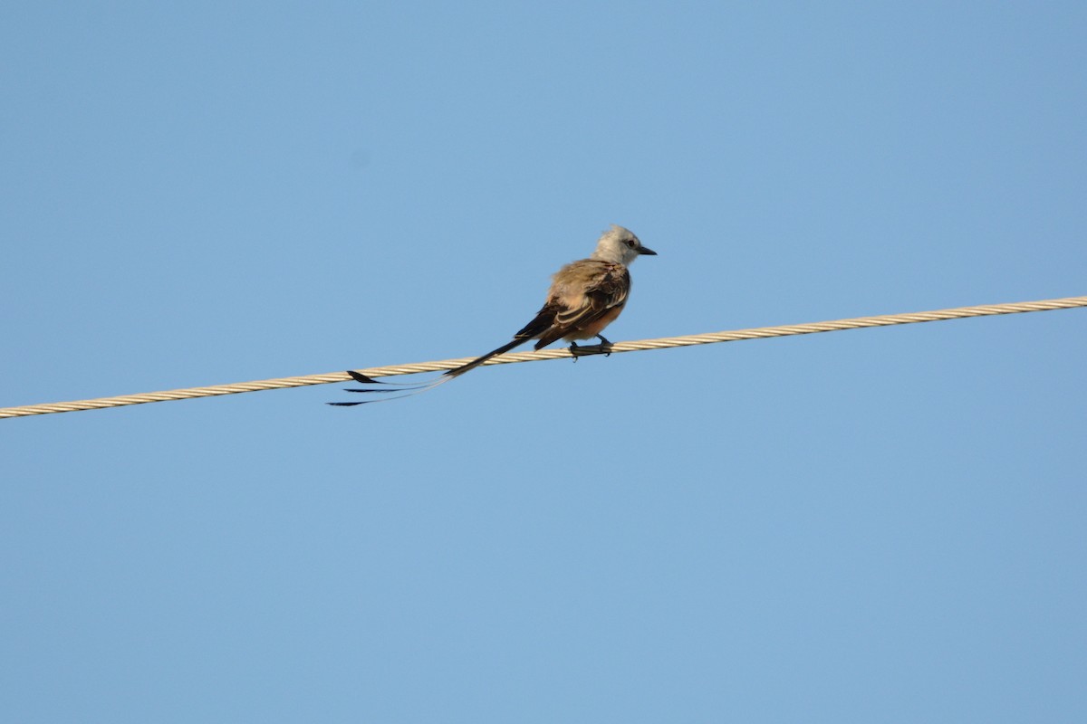 Scissor-tailed Flycatcher - ML64190321