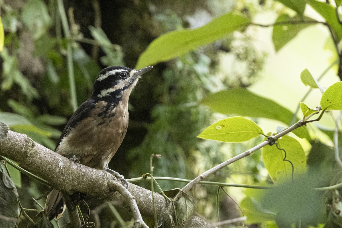 Hairy Woodpecker - ML641903218