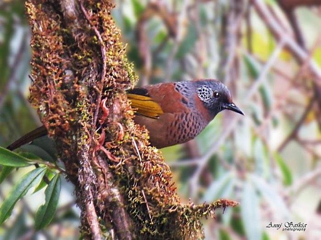 Chestnut-crowned Laughingthrush - ML641903224
