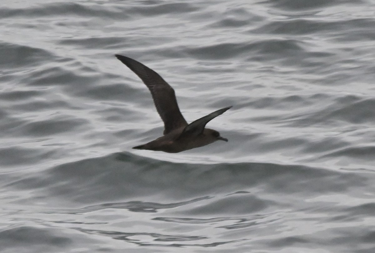 Sooty Shearwater - ML641903226
