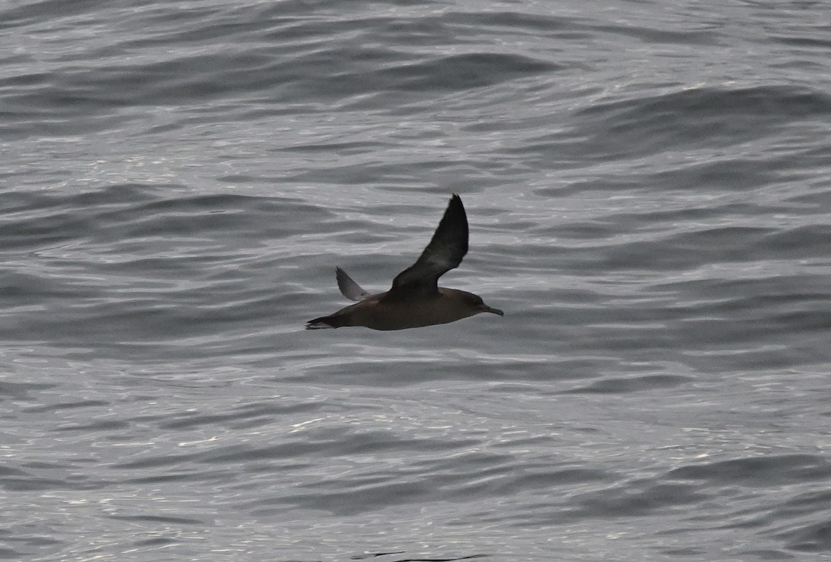Sooty Shearwater - ML641903227
