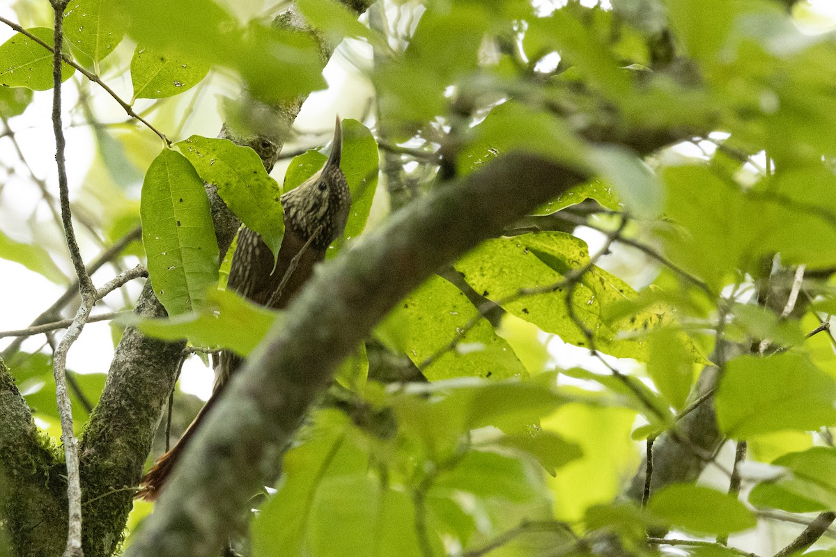 Spot-crowned Woodcreeper - ML641903230