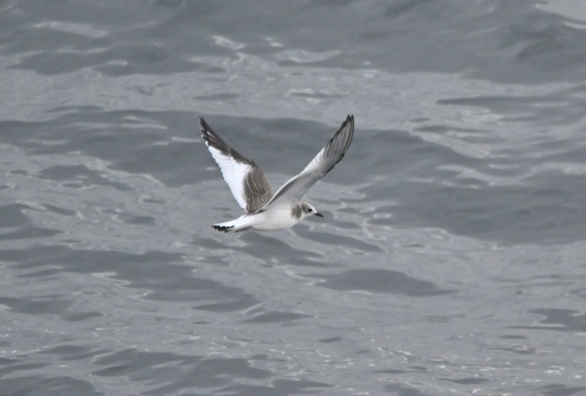 Sabine's Gull - ML641903231