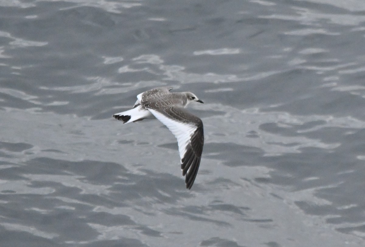 Sabine's Gull - ML641903232
