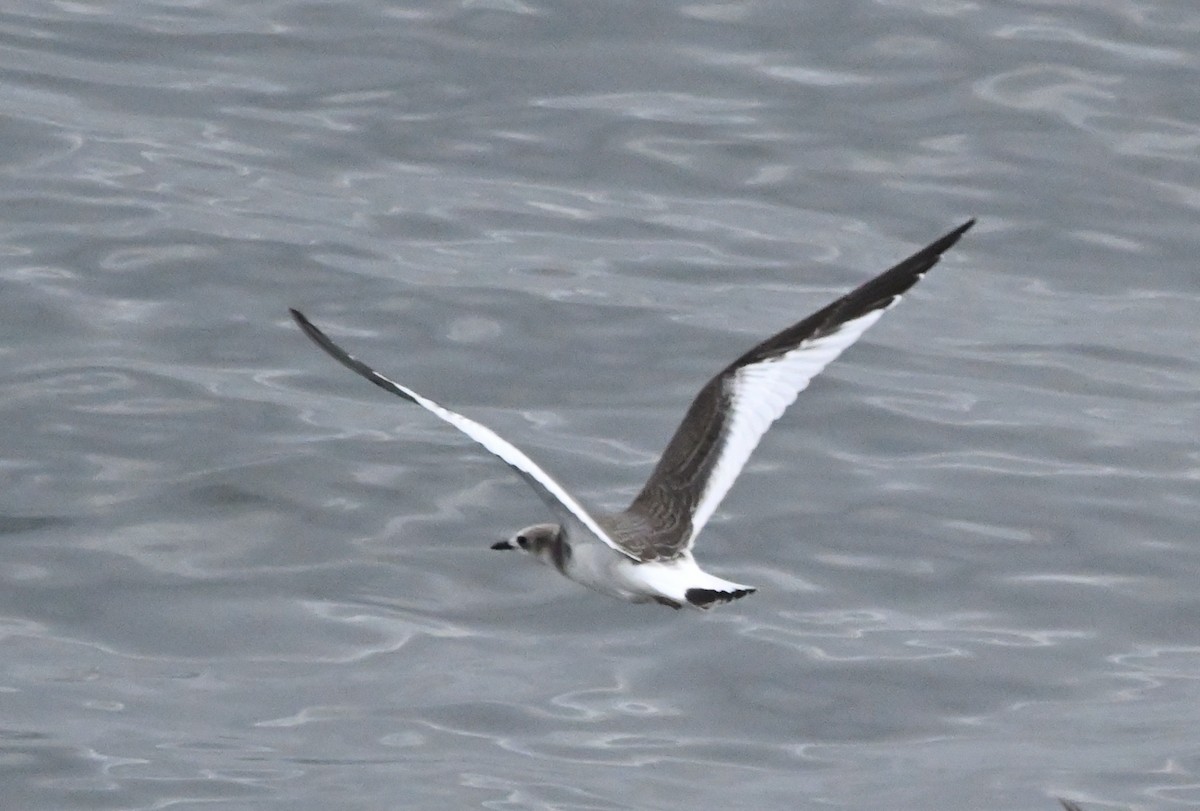 Sabine's Gull - ML641903233