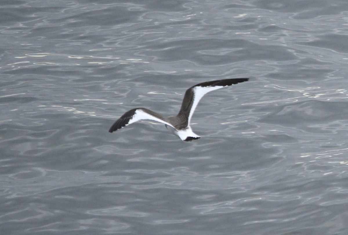 Sabine's Gull - ML641903234