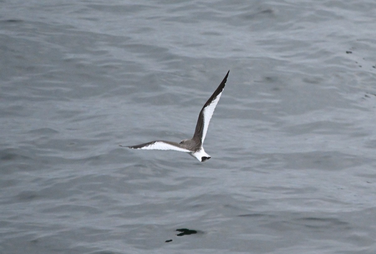 Sabine's Gull - ML641903237