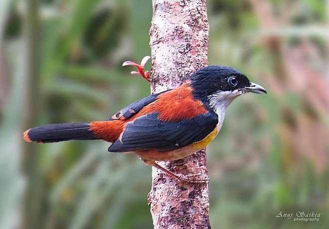 Black-headed Shrike-Babbler - ML641903240