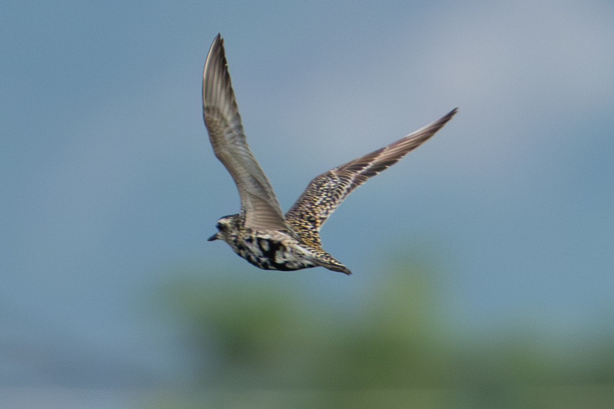 Pacific Golden-Plover - ML641903274