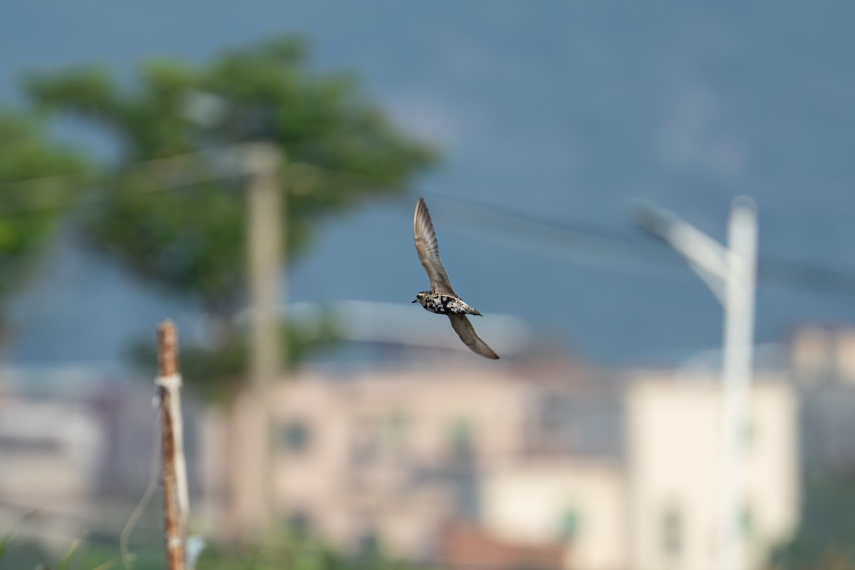 Pacific Golden-Plover - ML641903275