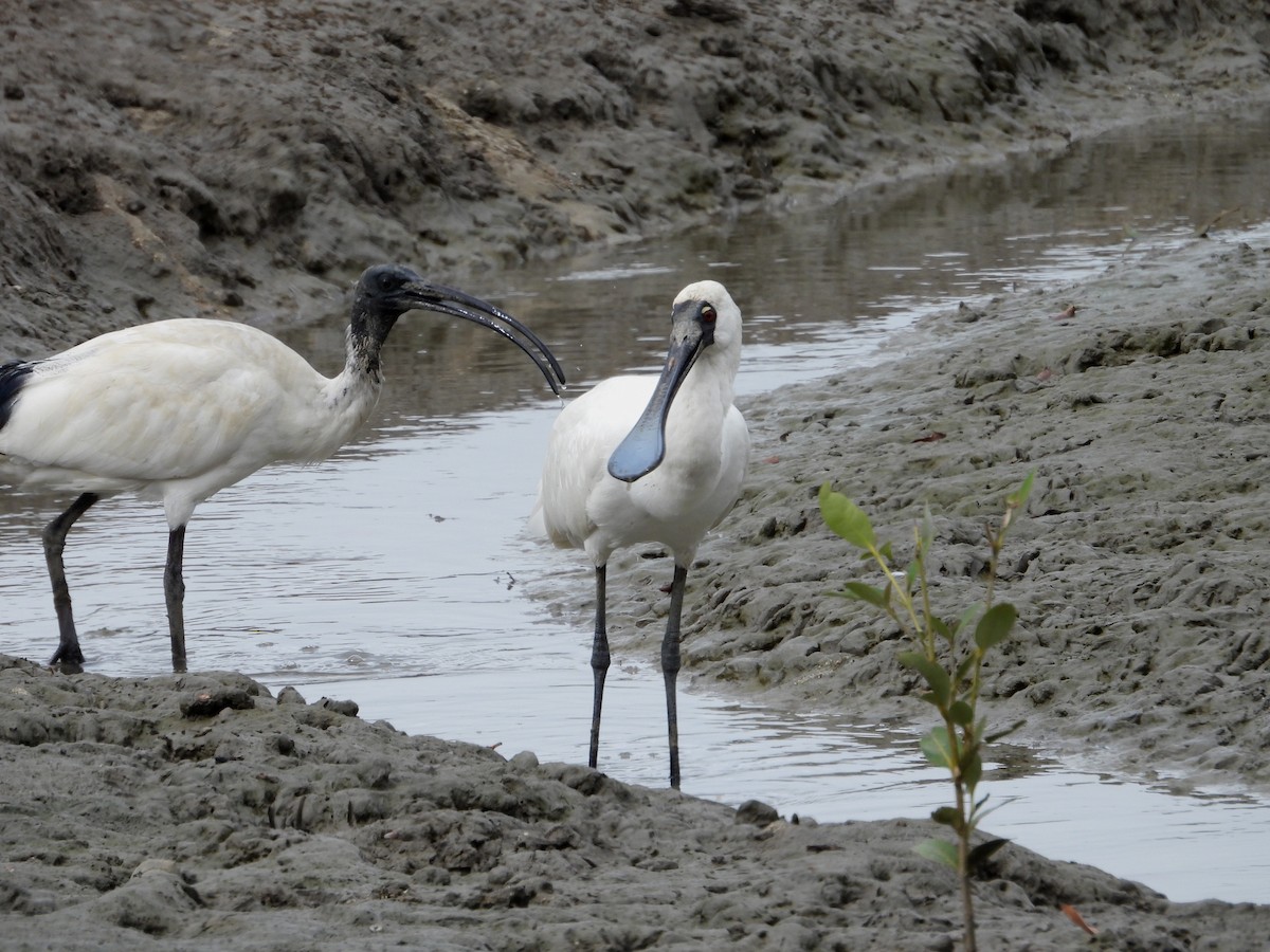 Royal Spoonbill - ML641903288