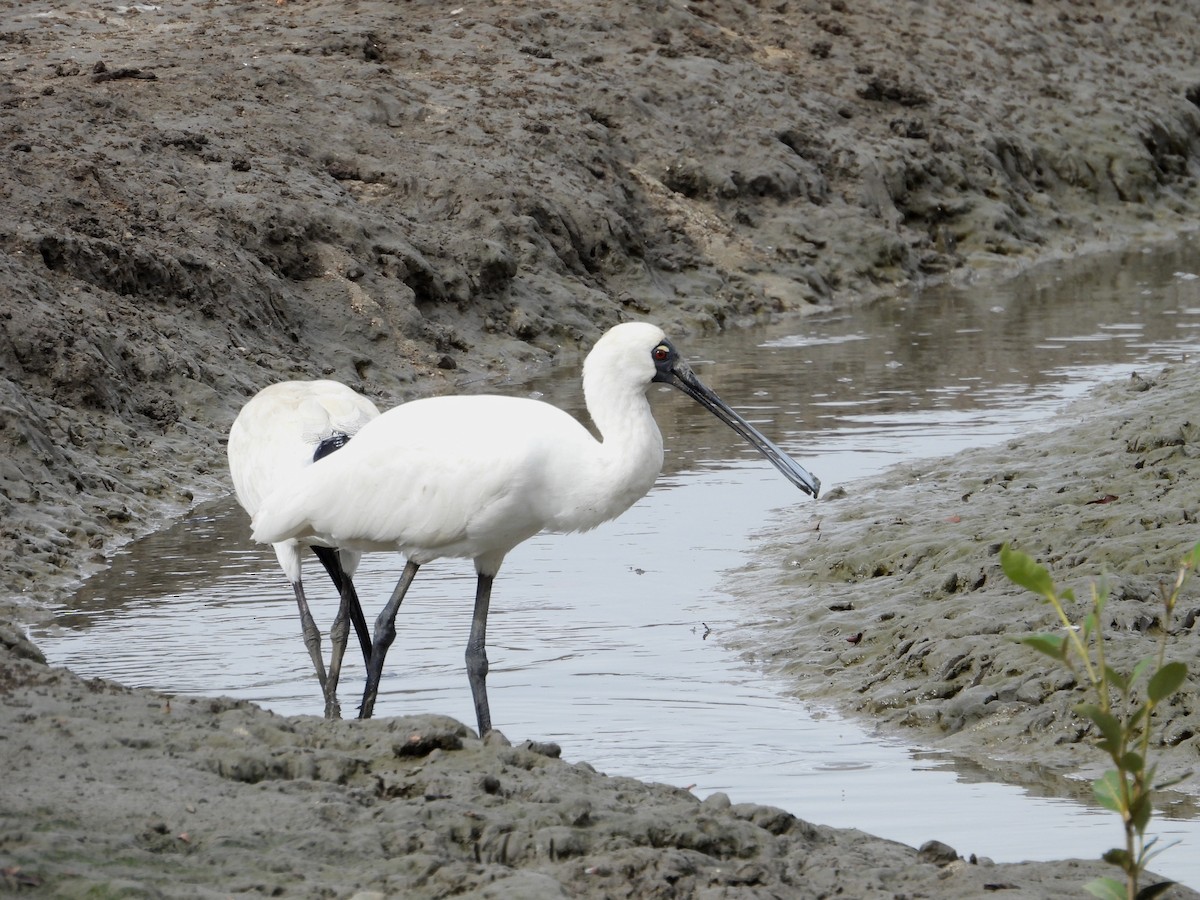 Royal Spoonbill - ML641903289