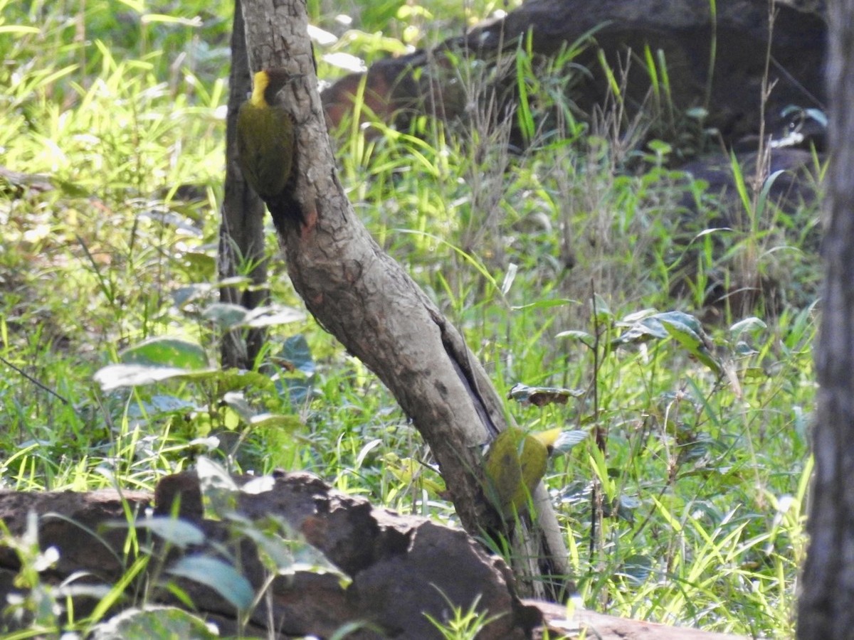 Greater Yellownape - ML641903318