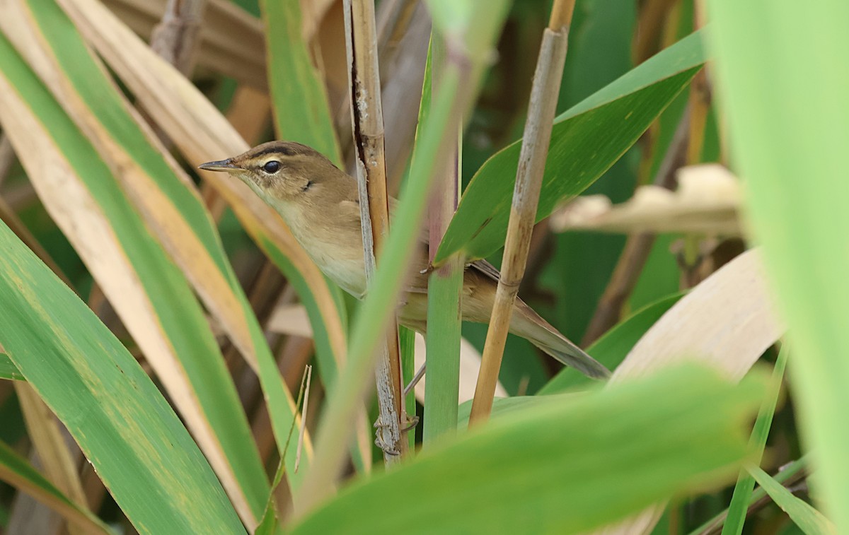 Black-browed Reed Warbler - ML641903335