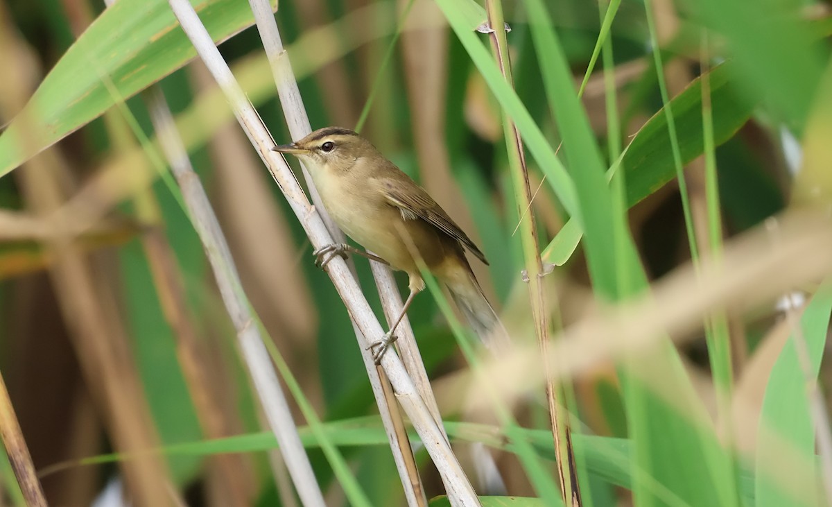 Black-browed Reed Warbler - ML641903336