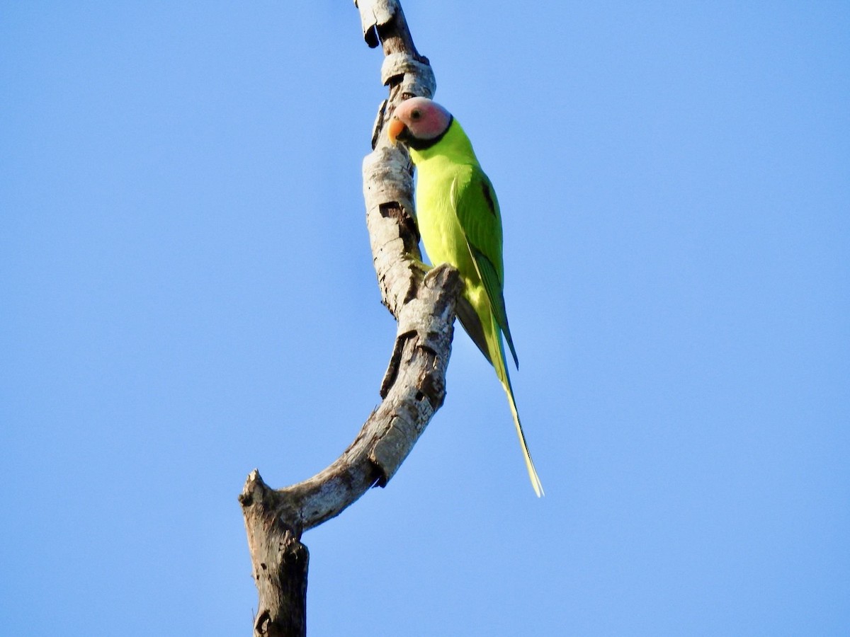 Blossom-headed Parakeet - ML641903338