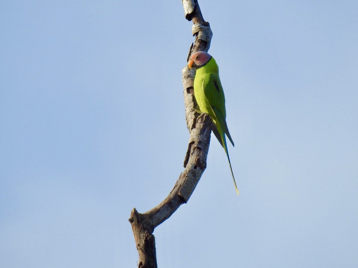 Blossom-headed Parakeet - ML641903339