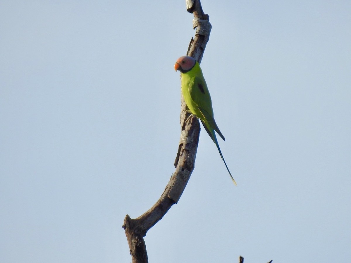 Blossom-headed Parakeet - ML641903340
