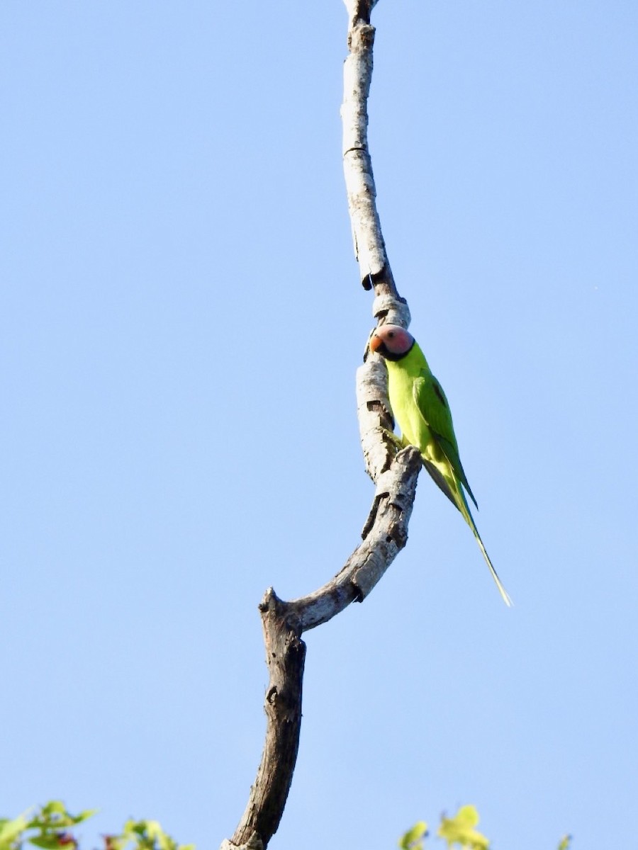 Blossom-headed Parakeet - ML641903341
