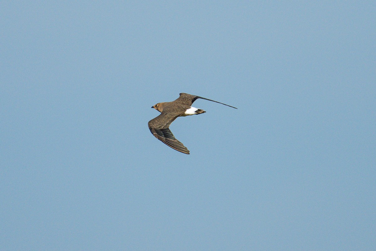 Oriental Pratincole - ML641903351