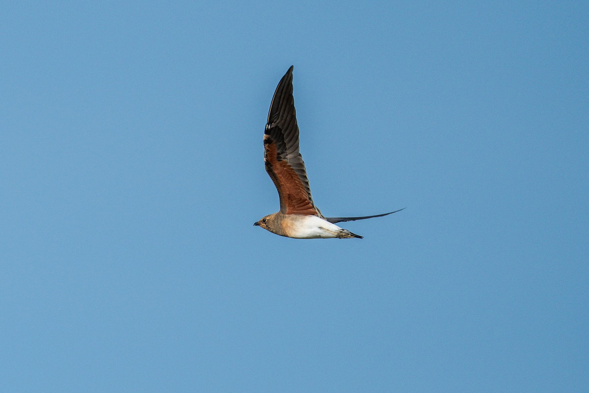Oriental Pratincole - ML641903352