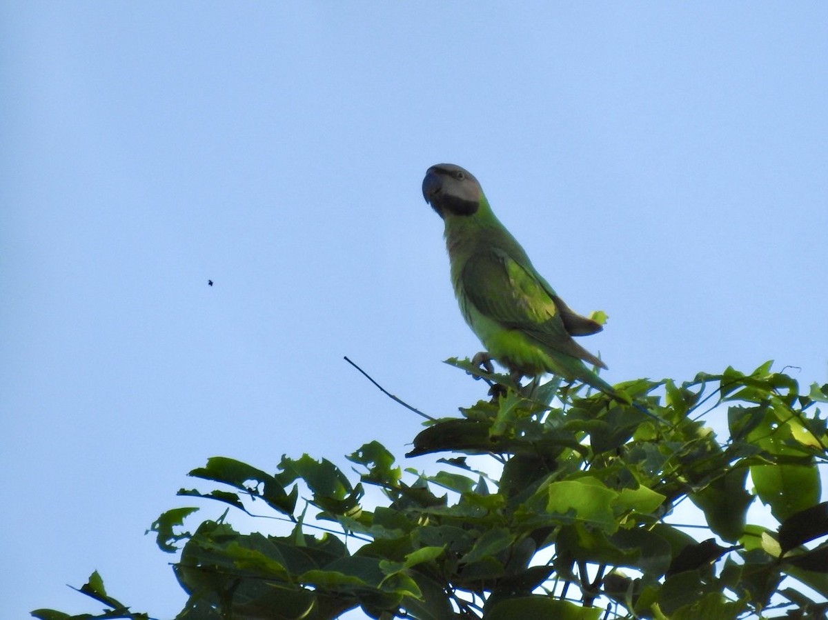 Red-breasted Parakeet - ML641903360
