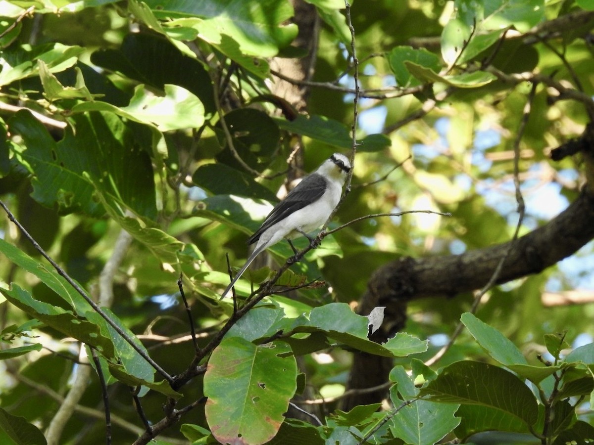Minivet Ceniciento - ML641903366