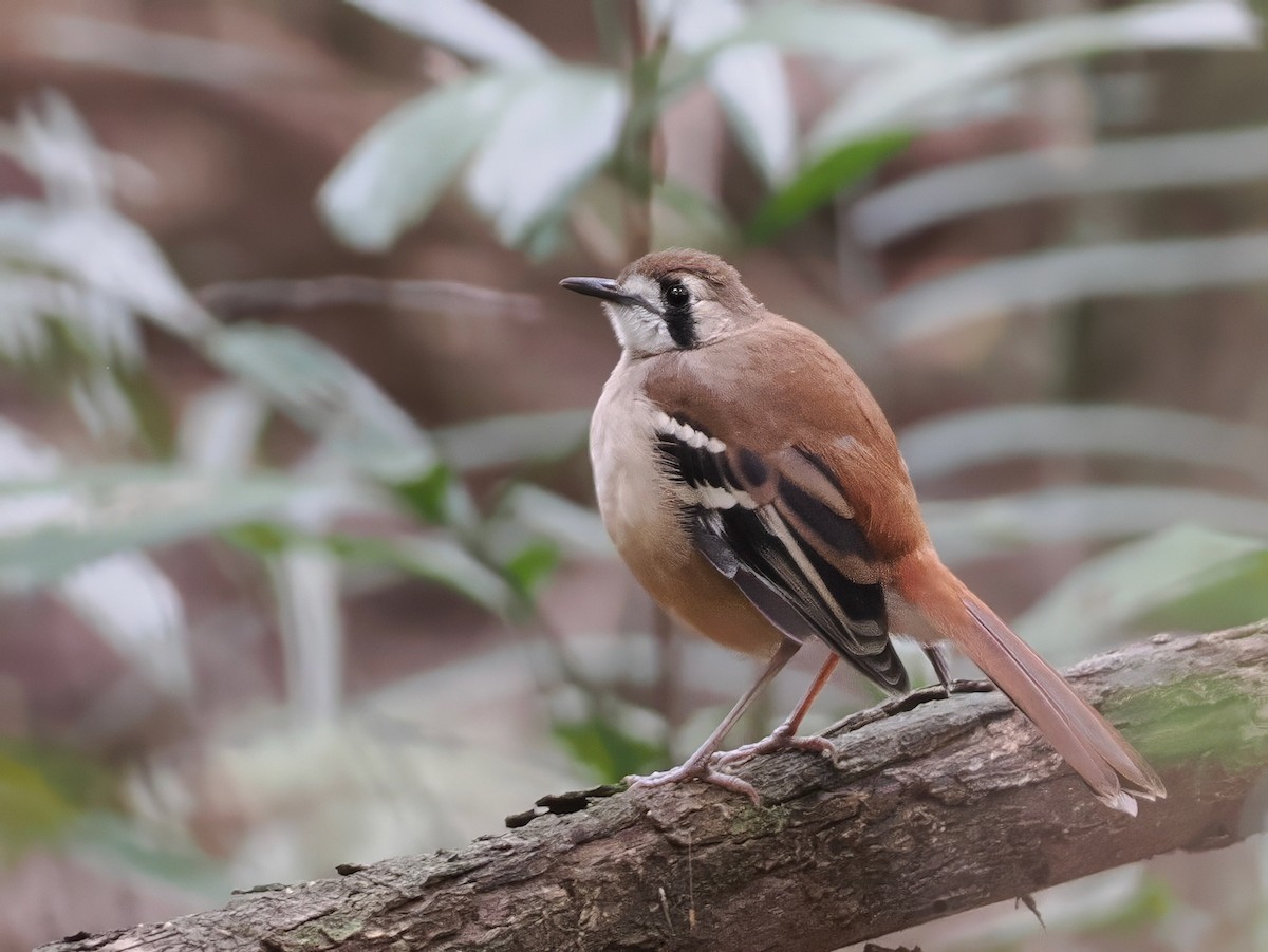 Northern Scrub-Robin - ML641903371
