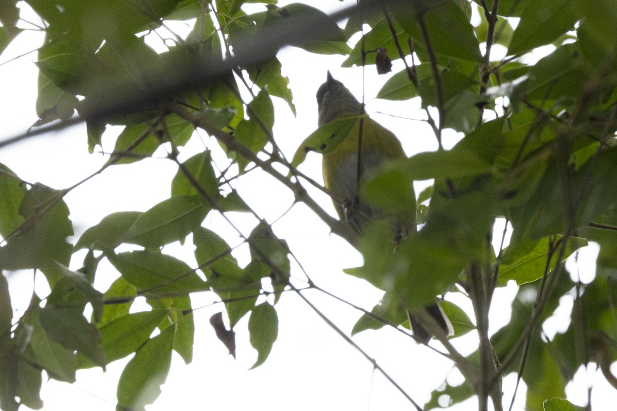 Common Chlorospingus - ML641903389