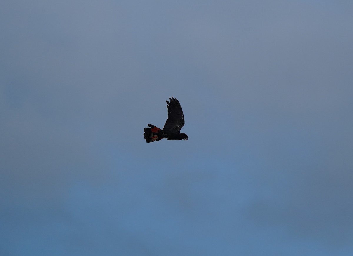 Red-tailed Black-Cockatoo - ML641903403