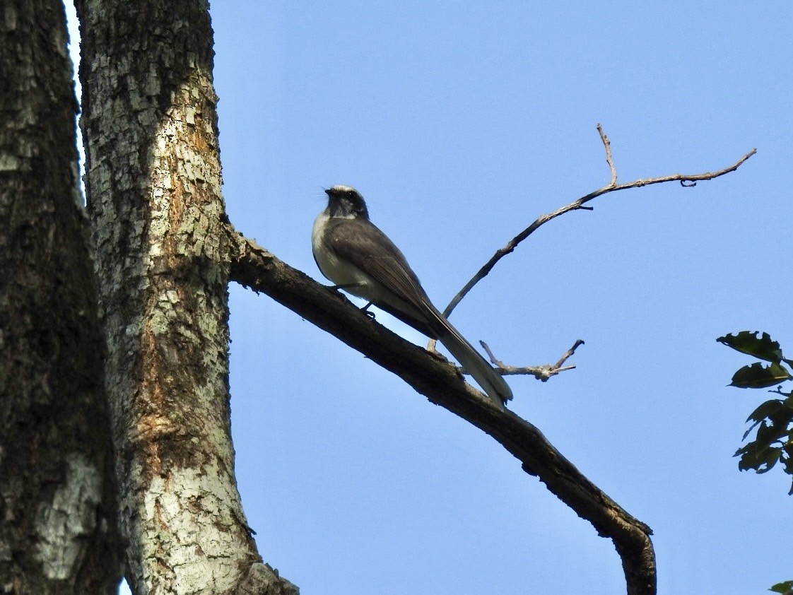 White-browed Fantail - ML641903416