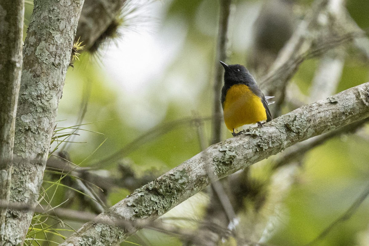 Slate-throated Redstart - ML641903421
