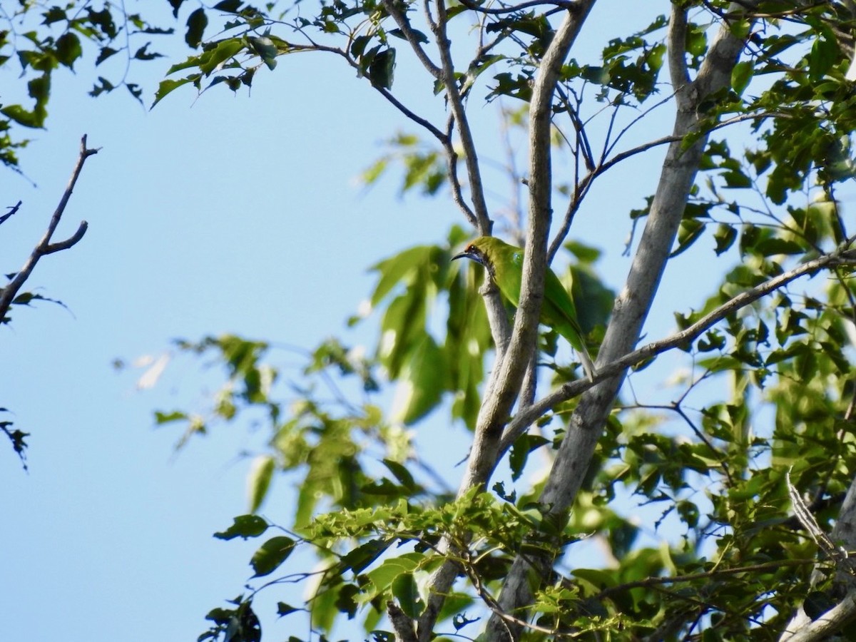 Golden-fronted Leafbird - ML641903424