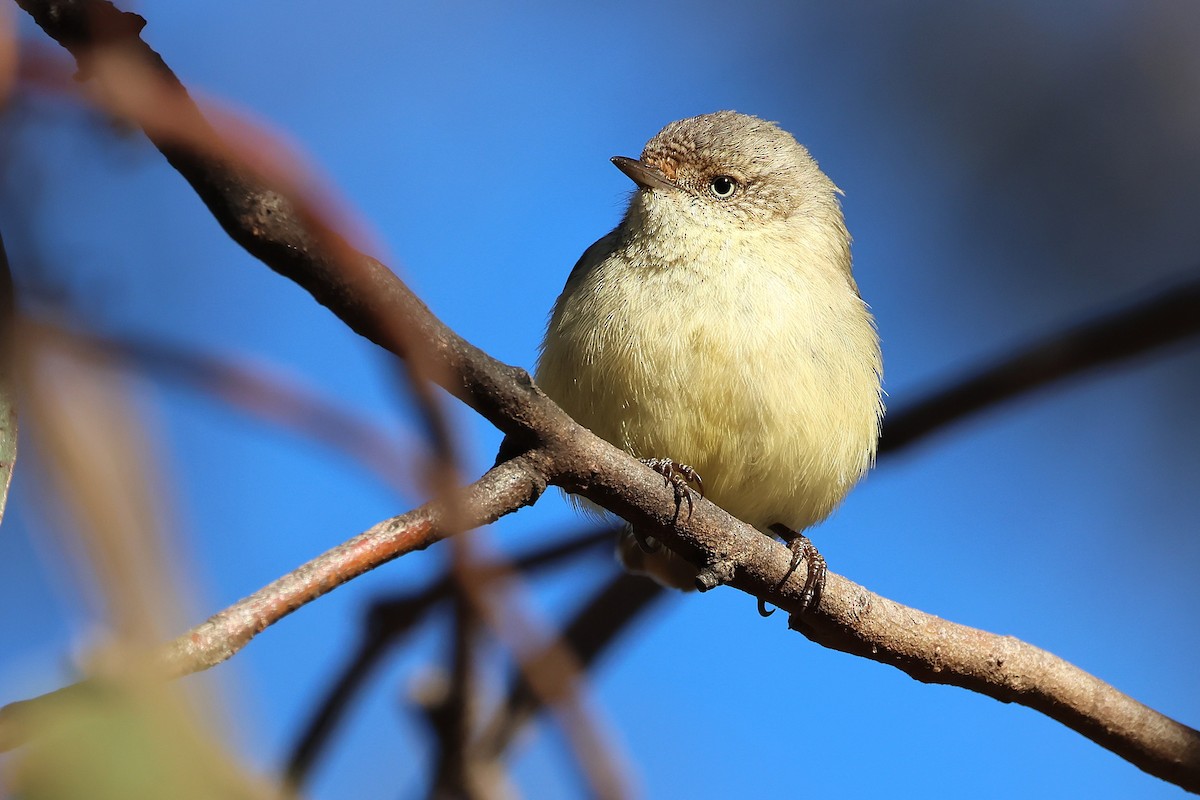 Buff-rumped Thornbill - ML641903428